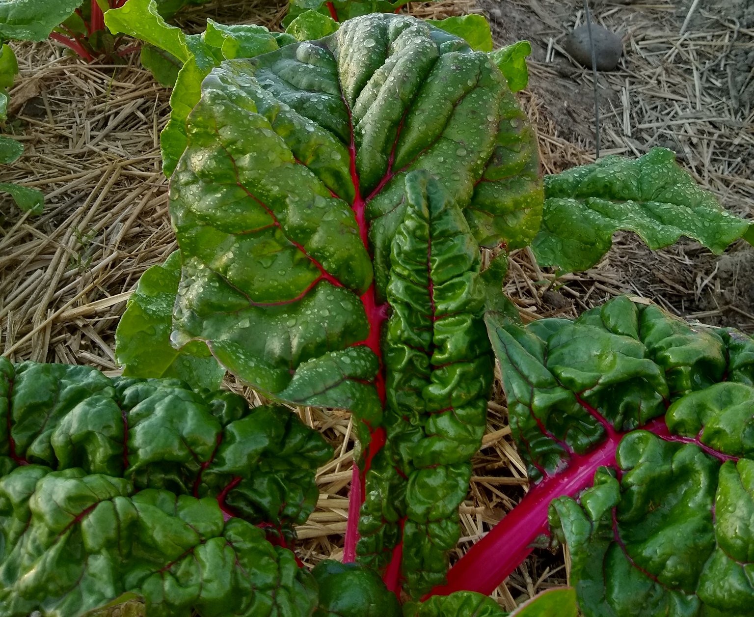 Bette à carde – LE TOIT VERT